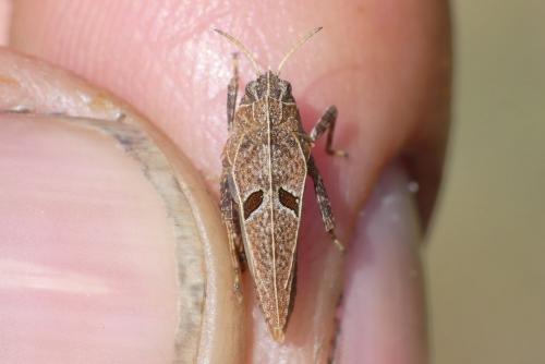 Réf. 287 710 : Tetrix bipunctata